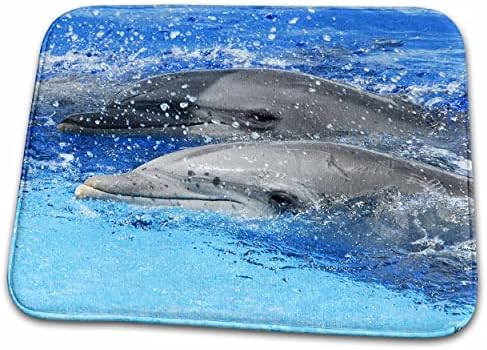3 דרוז שני דולפינים שצוללים יחד באקווריום אוקיאנוגרפי n. - מחצלות ייבוש כלים