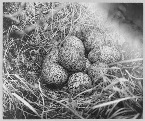צילום היסטורי: תמונה רק של קן וביצים, Ptarmigan, Arctic Grouse, 1900-1930, Alaska, AK